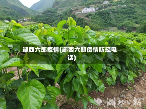 郧西六郎疫情(郧西六郎疫情防控电话)
