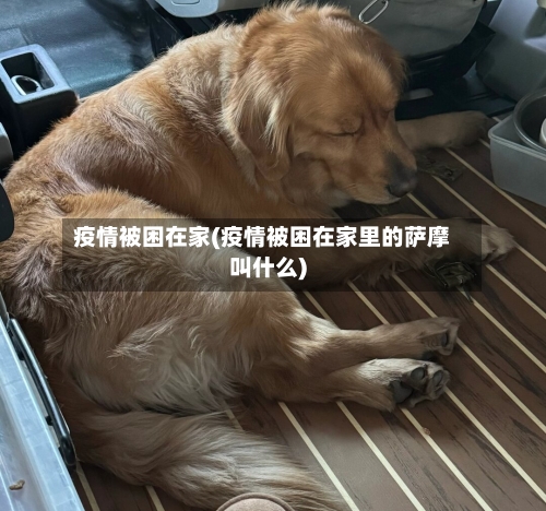 疫情被困在家(疫情被困在家里的萨摩叫什么)-第2张图片