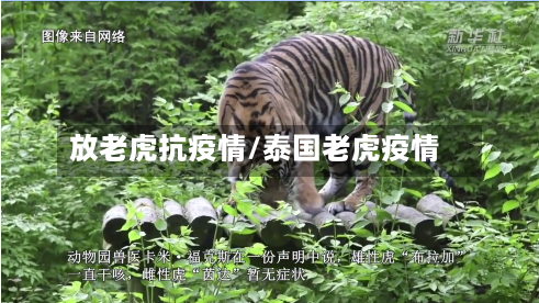 放老虎抗疫情/泰国老虎疫情