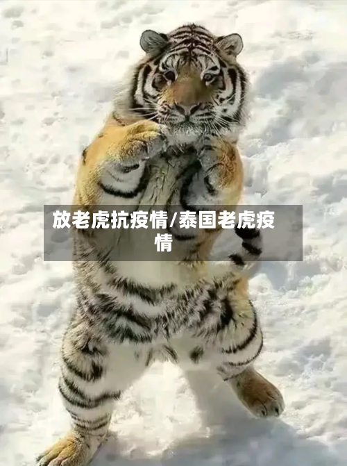 放老虎抗疫情/泰国老虎疫情-第3张图片