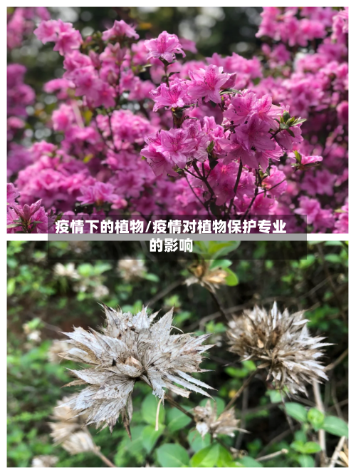 疫情下的植物/疫情对植物保护专业的影响
