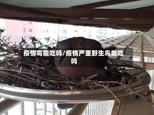 疫情鸟能吃吗/疫情严重野生鸟能吃吗-第3张图片