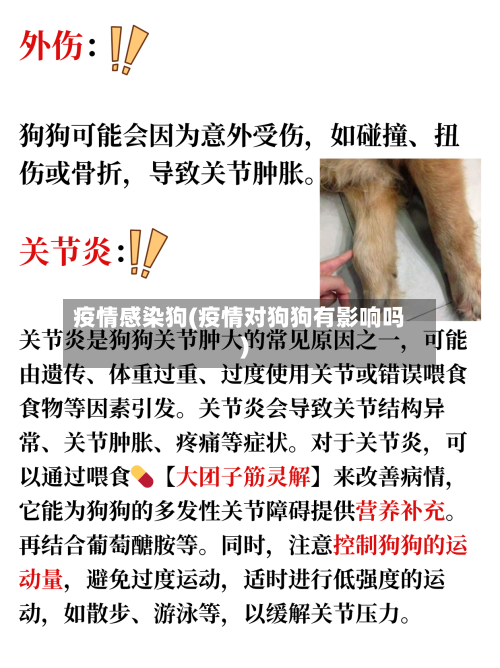 疫情感染狗(疫情对狗狗有影响吗)-第3张图片