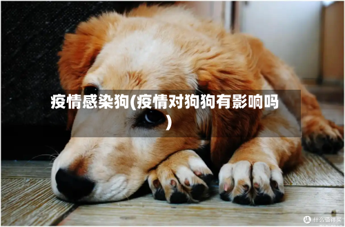 疫情感染狗(疫情对狗狗有影响吗)