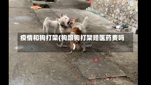 疫情和狗打架(狗跟狗打架赔医药费吗)-第2张图片