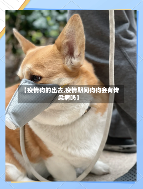 【疫情狗的出去,疫情期间狗狗会有传染病吗】-第2张图片