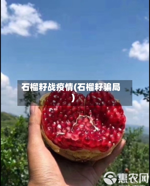 石榴籽战疫情(石榴籽骗局)