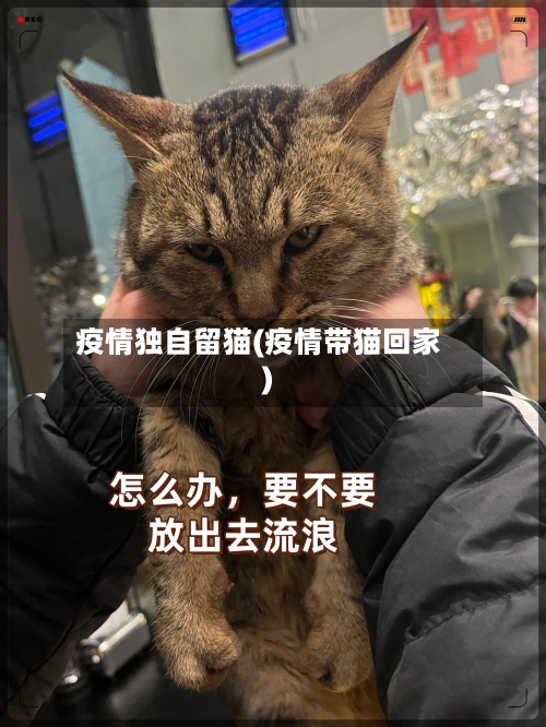 疫情独自留猫(疫情带猫回家)-第3张图片