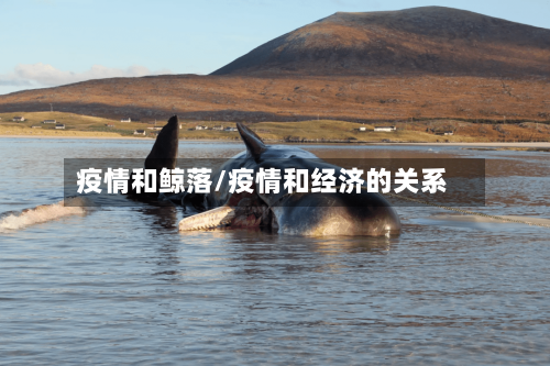 疫情和鲸落/疫情和经济的关系-第2张图片