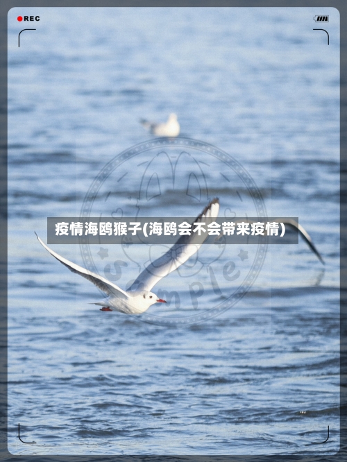 疫情海鸥猴子(海鸥会不会带来疫情)-第2张图片