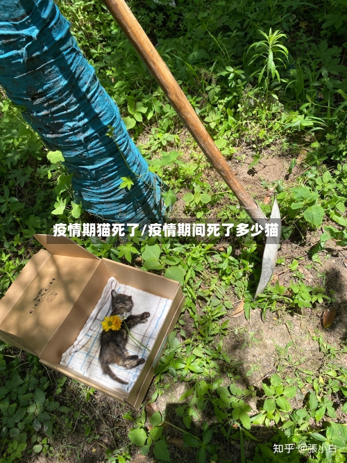 疫情期猫死了/疫情期间死了多少猫-第2张图片
