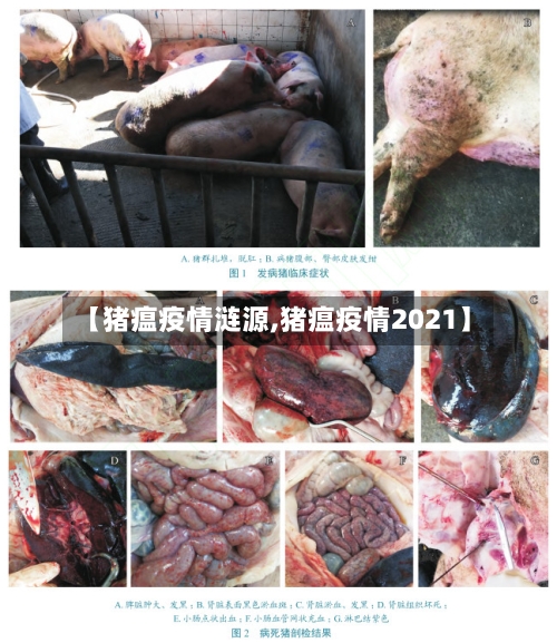 【猪瘟疫情涟源,猪瘟疫情2021】-第2张图片