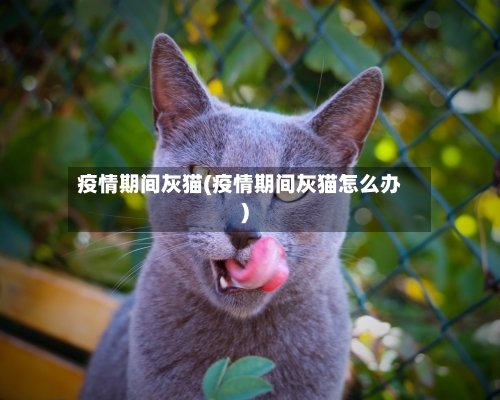 疫情期间灰猫(疫情期间灰猫怎么办)