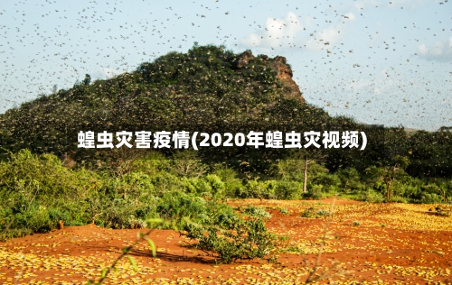 蝗虫灾害疫情(2020年蝗虫灾视频)-第3张图片
