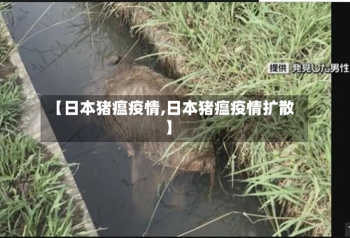 【日本猪瘟疫情,日本猪瘟疫情扩散】-第2张图片