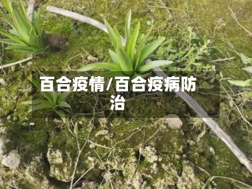 百合疫情/百合疫病防治