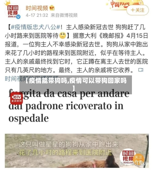 【疫情能带狗吗,疫情可以带狗回家吗】-第2张图片