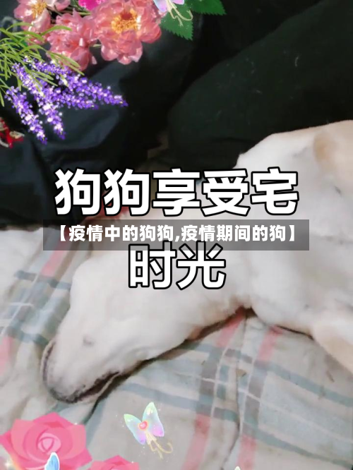 【疫情中的狗狗,疫情期间的狗】
