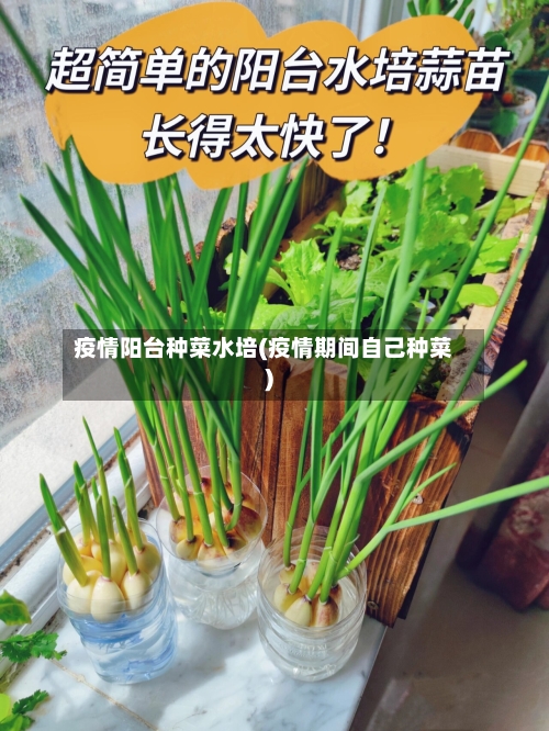 疫情阳台种菜水培(疫情期间自己种菜)
