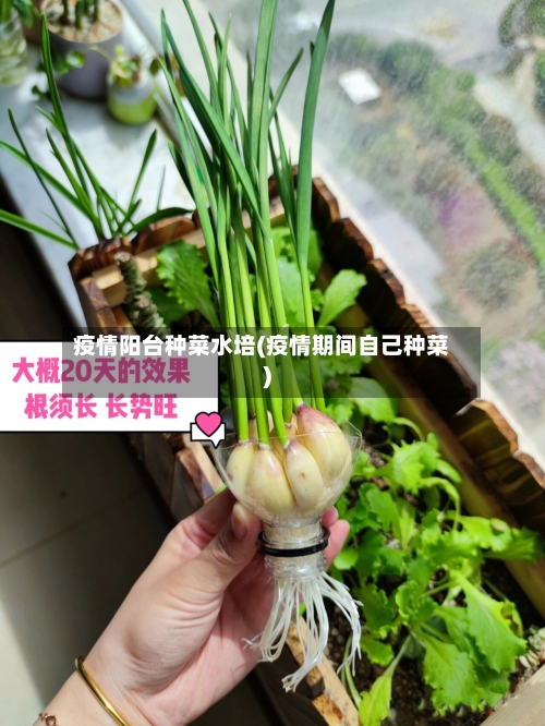 疫情阳台种菜水培(疫情期间自己种菜)-第2张图片