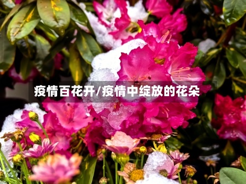 疫情百花开/疫情中绽放的花朵