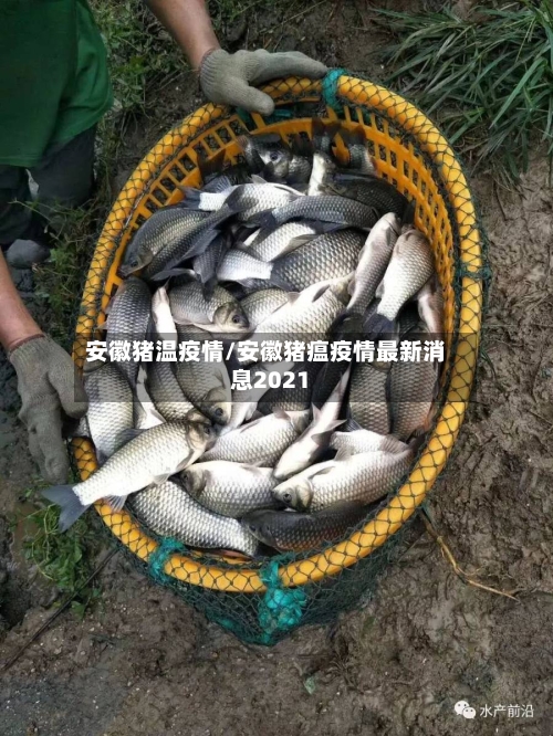 安徽猪温疫情/安徽猪瘟疫情最新消息2021-第2张图片