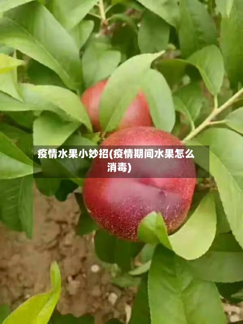 疫情水果小妙招(疫情期间水果怎么消毒)-第2张图片
