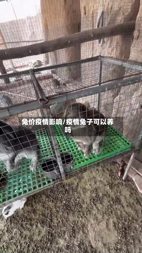 兔价疫情影响/疫情兔子可以养吗