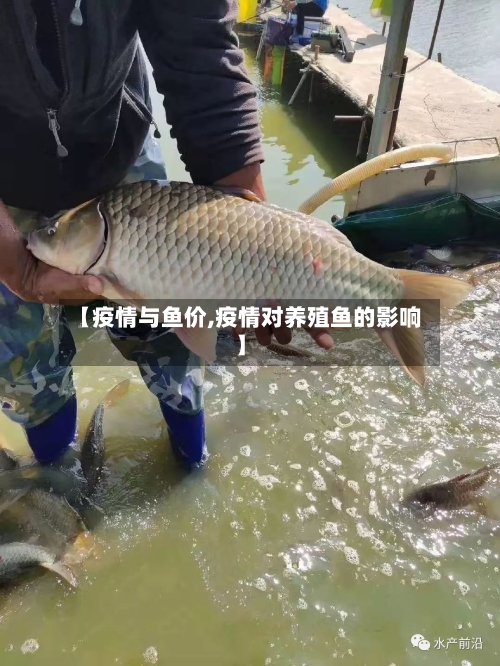 【疫情与鱼价,疫情对养殖鱼的影响】-第3张图片